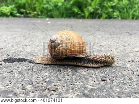 Small Garden Snail In Shell Crawling On Wet Road, Slug Hurry Home. Snail Slug Consist Of Edible Tast