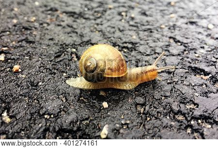 Small Garden Snail In Shell Crawling On Wet Road, Slug Hurry Home. Snail Slug Consist Of Edible Tast