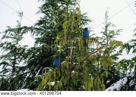Closeup View Of The Beautiful Blue And Black Bird, The Stellar's Jay Or Cyanocitta Stelleri, Perchin