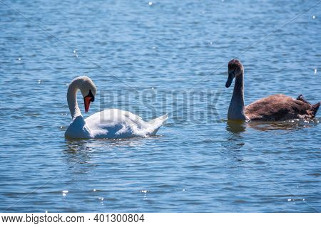 A White Mute Swan With Orange And Black Beak And Young Brown Coloured Offspring With Pink Beak Swimm