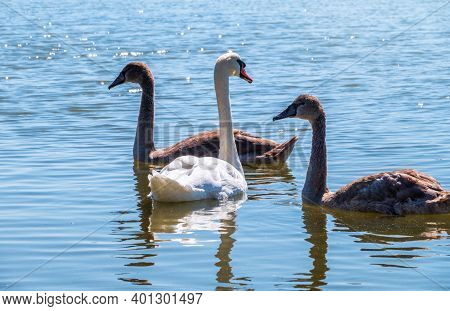 A White Mute Swan With Orange And Black Beak And Young Brown Coloured Offspring With Pink Beak Swimm