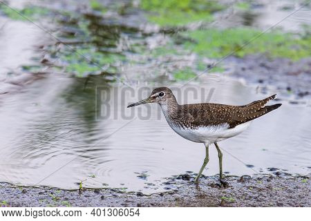 Green Sandpiper Or Tringa Ochropus Walks On Lake
