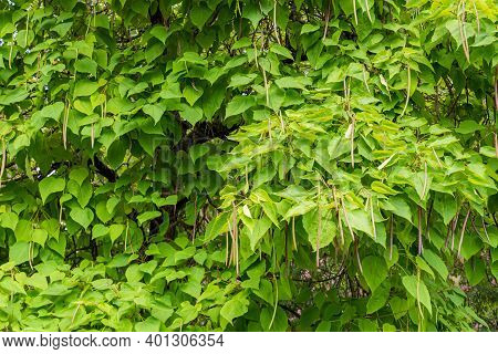 Catalpa Bignonioides Flowers, Also Known As Southern Catalpa, Cigar Tree, And Indian-bean-tree.