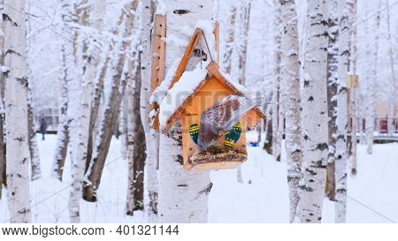 Pigeon Sitting In The Feedbox In Winter
