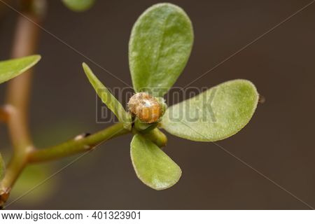 Hover Fly Pupa