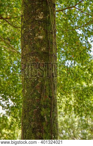 Tree Trunk Filled With Bryophyte Plants And Selective Focus