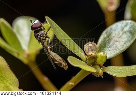 Hover Fly Of The Genus Dioprosopa Just Hatched From A Pupa That Is To The Right Of The Adult Insect