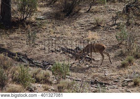 Spanish Red Deer Cervus Elaphus Hispanicus. Young Stag. Monfrague National Park. Caceres. Extremadur