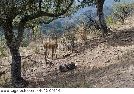 Spanish Red Deers Cervus Elaphus Hispanicus. Female And Its Cub. Monfrague National Park. Caceres. E