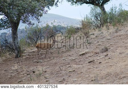 Female Spanish Red Deer Cervus Elaphus Hispanicus. Monfrague National Park. Caceres. Extremadura. Sp