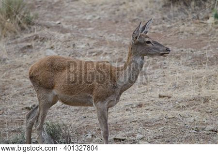 Female Spanish Red Deer Cervus Elaphus Hispanicus. Monfrague National Park. Caceres. Extremadura. Sp