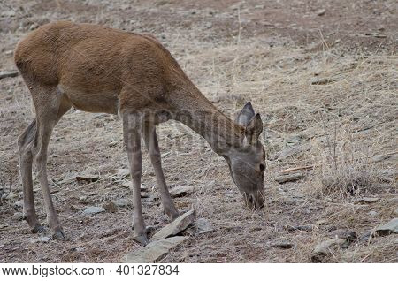 Female Spanish Red Deer Cervus Elaphus Hispanicus Feeding. Monfrague National Park. Caceres. Extrema