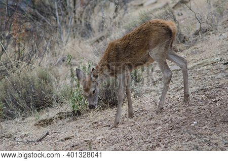 Young Spanish Red Deer Cervus Elaphus Hispanicus. Monfrague National Park. Caceres. Extremadura. Spa