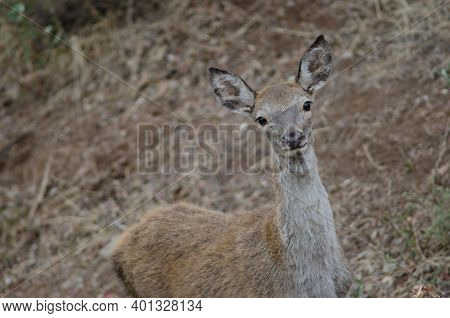 Young Spanish Red Deer Cervus Elaphus Hispanicus. Monfrague National Park. Caceres. Extremadura. Spa