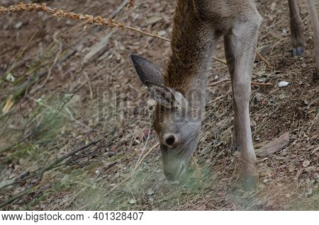 Young Spanish Red Deer Cervus Elaphus Hispanicus Feeding. Monfrague National Park. Caceres. Extremad