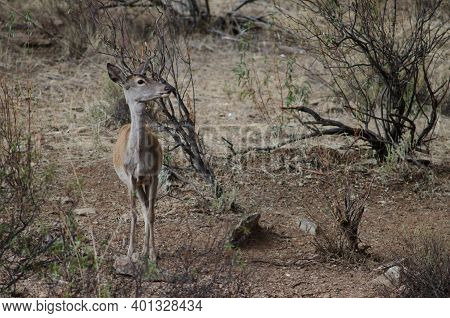 Female Iberian Red Deer Cervus Elaphus Hispanicus. Monfrague National Park. Caceres. Extremadura. Sp