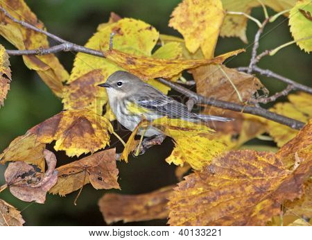 Warbler giallo-rumped in autunno