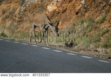 Spanish Red Deer Cervus Elaphus Hispanicus Walking Next To A Road. Hind. Monfrague National Park. Ca