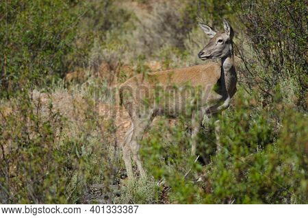 Spanish Red Deer Cervus Elaphus Hispanicus. Hind. Monfrague National Park. Caceres. Extremadura. Spa
