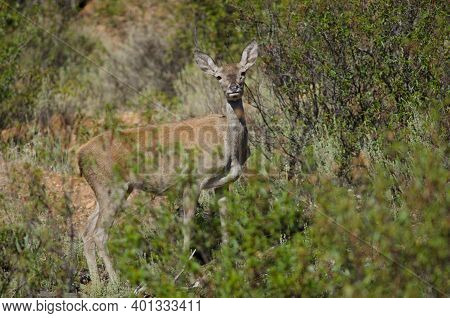 Spanish Red Deer Cervus Elaphus Hispanicus. Hind. Monfrague National Park. Caceres. Extremadura. Spa