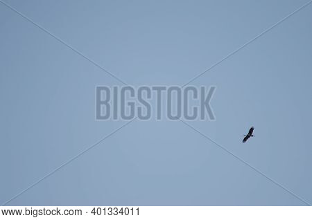 Black Stork Ciconia In Flight. La Herguijuela Farm. Toril. Caceres. Extremadura. Spain.