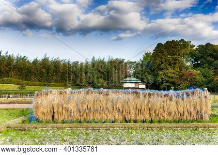 Traditional Japanese Seiden Rice Fields In Okayama Korakuen Park In Japan.