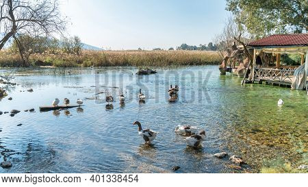 Ducks Swimming In Azmak River In Akyaka Village Of Mugla, Turkey