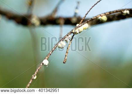 Sap – Sucking Insects On A Gooseberry Branch