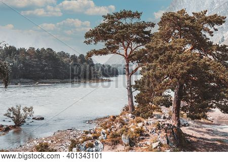 Beautiful Mountain Scenery With A Katun River And Two Pines In The Foreground And A Ridge And Sky In