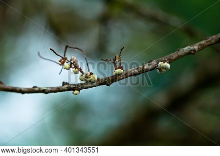 Sap – Sucking Insects On A Gooseberry Branch