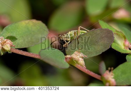 Green True Bugs Nymph