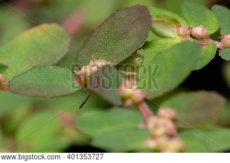 Green True Bugs Nymph