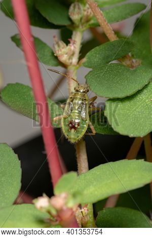 Green True Bugs Nymph