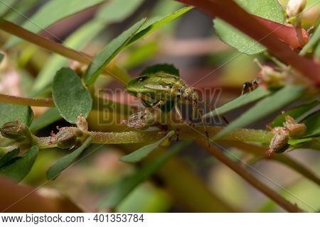 Green True Bugs Nymph