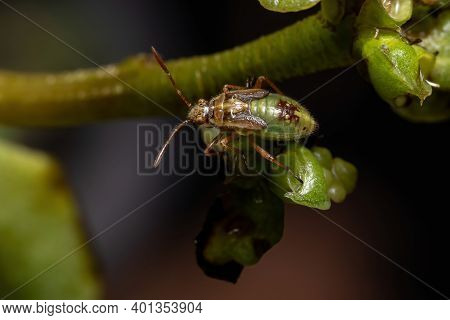 Green True Bugs Nymph