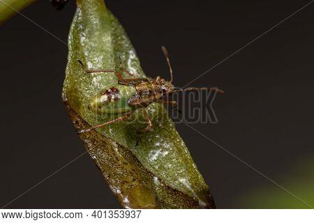 Green True Bugs Nymph