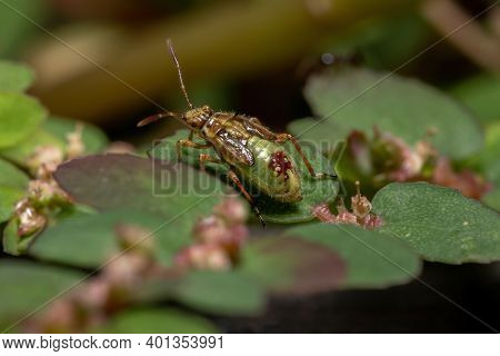 Green True Bugs Nymph