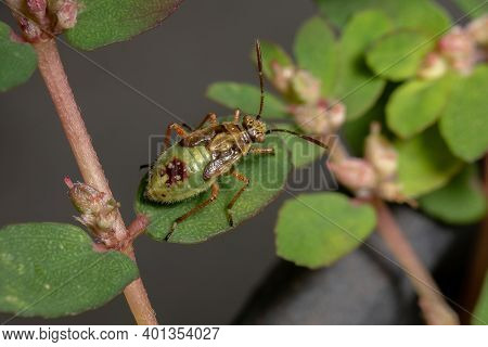 Green True Bugs Nymph