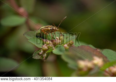 Green True Bugs Nymph