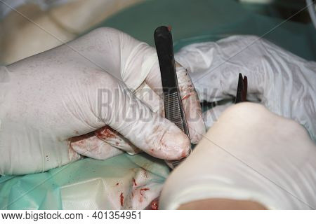 A Veterinary Surgeon Removes A Tumor From Under The Tail Of A Labrador Retiever Puppy