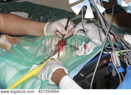 A Veterinary Surgeon Removes A Tumor From Under The Tail Of A Labrador Retiever Puppy