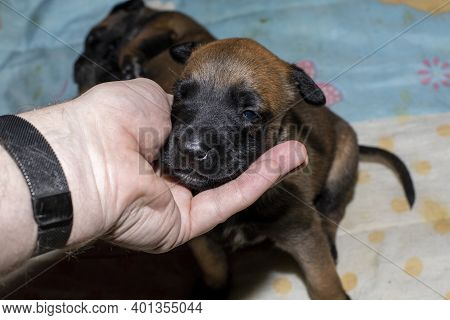 A Veterinary Surgeon Removes A Tumor From Under The Tail Of A Labrador Retiever Puppy