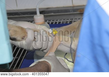 An Intravenous Cannula Placed In A Dog