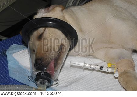 A Labrador Retriever Puppy Recieving Anesthesia