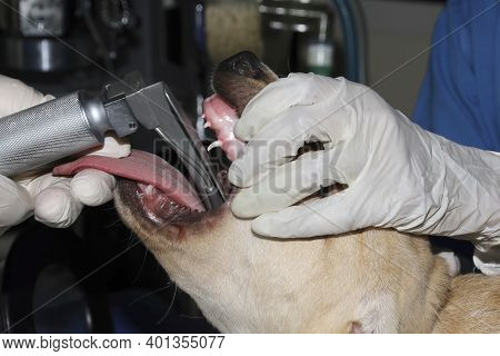 A Veterinary Surgeon Places And Endotracheal Tube