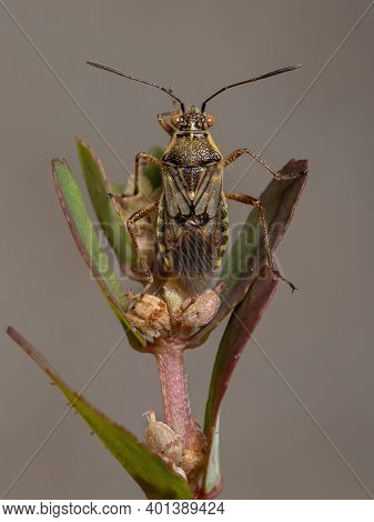 Adult Scentless Plant Bug