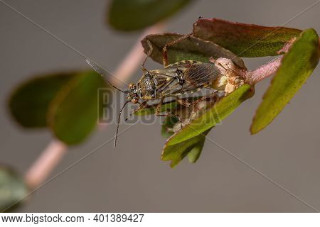 Adult Scentless Plant Bug