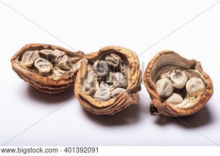 Three Opened Amomum Villosum Lour Dried Fruits On A White Background Close-up View