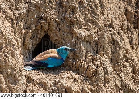 European Roller Or Coracias Garrulus In Nest Hole