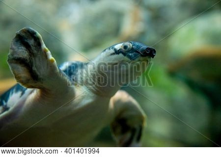 Pig-nosed Turtle Or Carettochelys Insculpta, Also Known As The Fly River Turtle